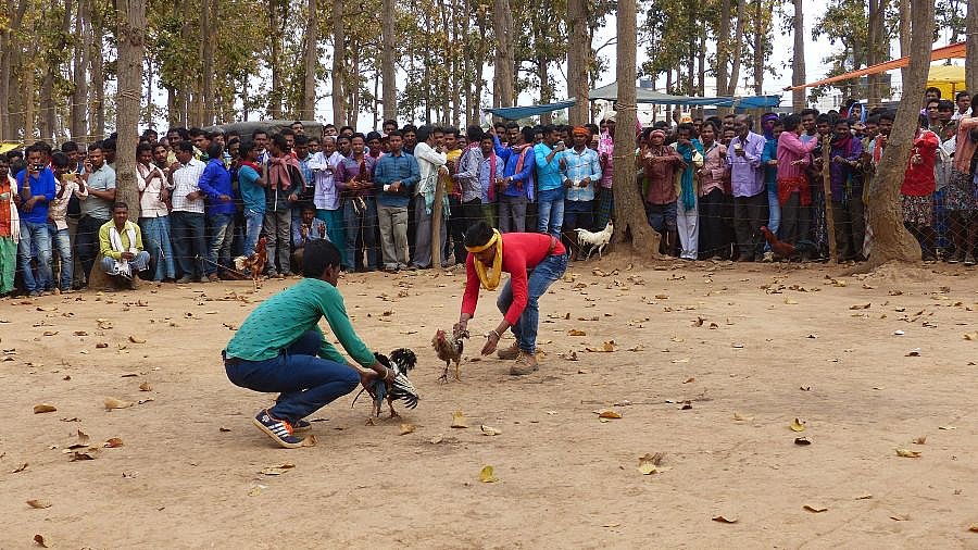 Hahnenk&auml;mpfe auf dem Wochenmarkt in Pamela - Chhattisgarh: Land-und-Leute