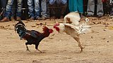 Hahnenkampf in Pamela - Chhattisgarh: Land-und-Leute
