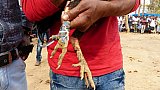 Bewaffnung der H&auml;hne f&uuml;r den Kamp - Chhattisgarh: Land-und-Leute