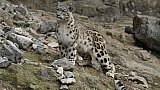 Schneeleopard - Fauna in Indien
