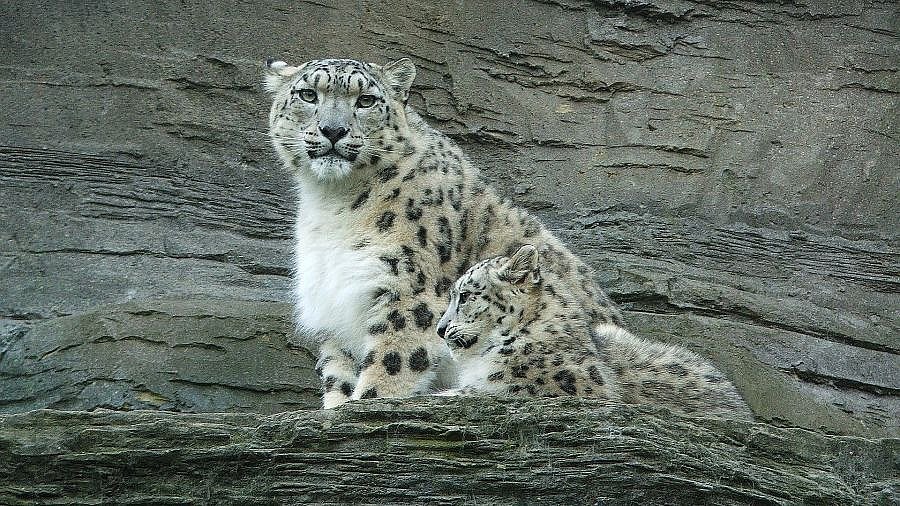 Schneeleopard in den Felsen - Fauna in Indien