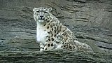Schneeleopard in den Felsen - Fauna in Indien