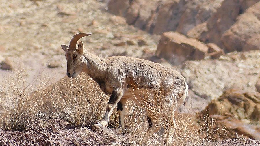 Blauschaf im Hemis Nationalpark - Fauna in Indien