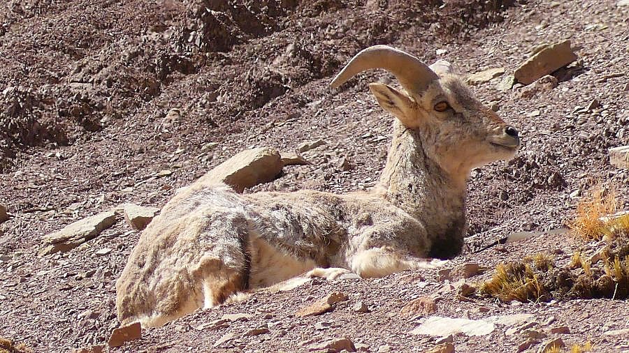 Blauschaf-Ruhepause - Fauna in Indien