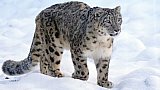 Schneeleopard in Ladakh - Fauna in Indien