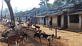 Dorfstra&szlig;e in einem Dorf bei Pushangia - Chhattisgarh: Land-und-Leute
