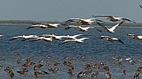 V&ouml;gel am Chilika See - Chhattisgarh: Landschaft