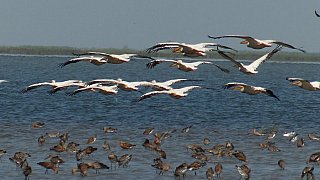 V&ouml;gel am Chilika See - Chhattisgarh: Landschaft