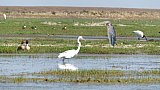 Vogelflug am Chilika See in Odisha - Chhattisgarh: Landschaft