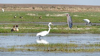 Vogelflug am Chilika See in Odisha - Chhattisgarh: Landschaft