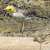 Vogel am Chilika See in Odisha - Fauna in Indien