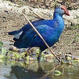 Vogel am Chilika See in Odisha - Fauna in Indien