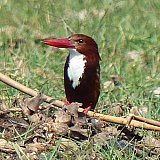 Kingfisher am Chiliko See in Odisha - Fauna in Indien