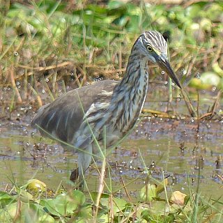 Vogel am Chilika See - Fauna in Indien