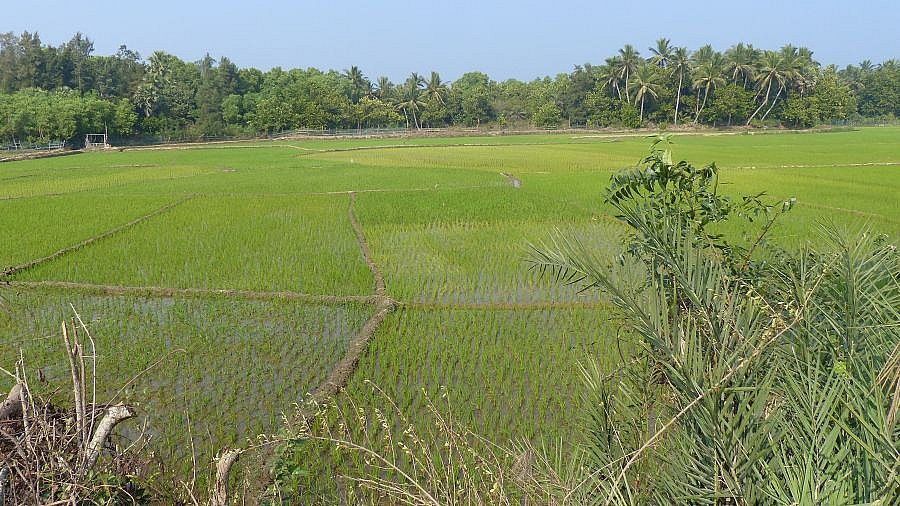 Reisfelder bei Konark am Meer - Chhattisgarh: Landschaft
