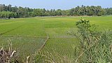 Reisfelder bei Konark am Meer - Chhattisgarh: Landschaft