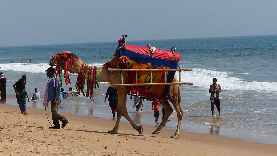 Reitkamel am Strand von Puri - Chhattisgarh: Land-und-Leute