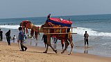 Reitkamel am Strand von Puri - Chhattisgarh: Land-und-Leute