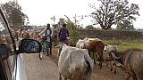 Heilige K&uuml;he auf Indiens Stra&szlig;en - Streetlife in Indien