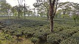 Endlose Teefelder rund um Darjeeling - West-Bengalen: Landschaft