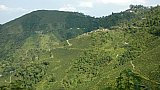 Teefelder auf der Fahrt von Siliguri nach Darjeeling - West-Bengalen: Landschaft