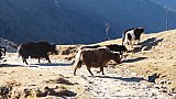 Dzos auf der Singalila Ridge - Fauna in Indien