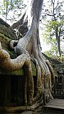 Ta Prohm-Tempel in Angkor - Kambodscha - Sehensw&uuml;rdigkeiten