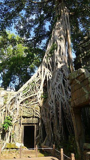 Ta Prohm-Tempel  - Kambodscha - Sehensw&uuml;rdigkeiten