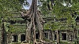 Ta Prohm Tempel in Angkor - Kambodscha - Sehensw&uuml;rdigkeiten