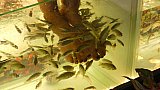 Fisch-Spa in Siem Reap - Kambodscha - Land und Leute