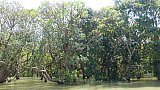 &Uuml;berfluteter Wald bei Kampong Phluk - Kambodscha-Landschaft