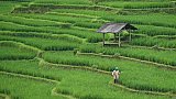 Reisanbau am Tonle Sap-See - Kambodscha-Landschaft