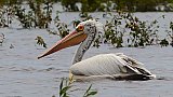 Pelikan im Prek Toal Vogelschutzgebiet - Kambodscha - Flora und Fauna