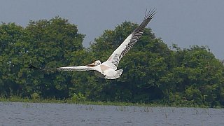 Pelikan im Prek Toal Vogelschutzgebiet - Kambodscha - Flora und Fauna