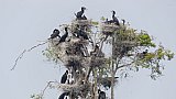 Kormorane im Prek Toal Bird Sanctuary - Kambodscha - Flora und Fauna