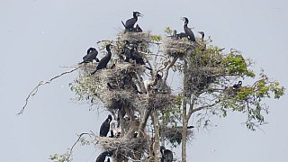 Kormorane im Prek Toal Bird Sanctuary - Kambodscha - Flora und Fauna