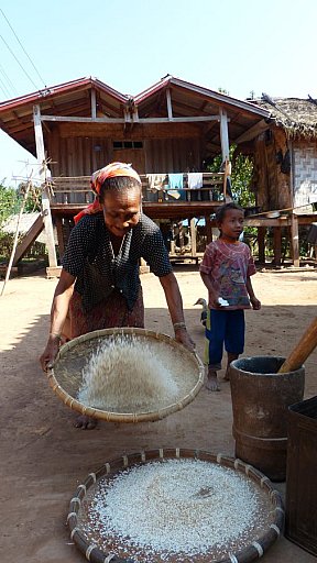 Die Spreu vom Reis trennen. - Laos - Land und Leute