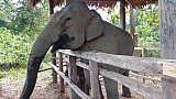 Elefantendame im Elephant Village in Laos - Laos - Land und Leute