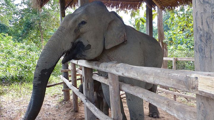 Elefantendame im Elephant Village in Laos - Laos - Land und Leute