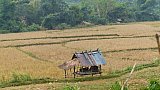 Wiesen und Felder in Muang Ngoi - Laos - Landschaft