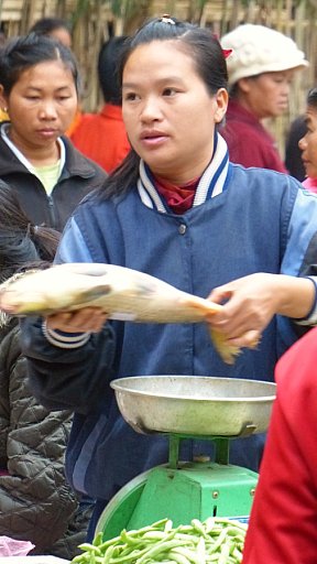 Frischer Fisch auf dem Morgenmarkt - Laos - Land und Leute