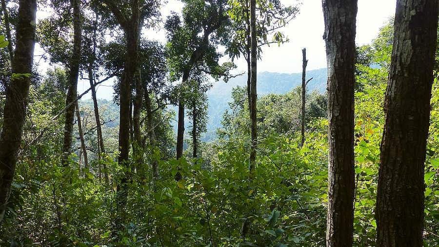Bergurwald in Nordlaos - Laos - Landschaft