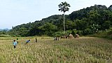 Feldarbeit im abgelegenen Norden von Laos - Laos - Land und Leute