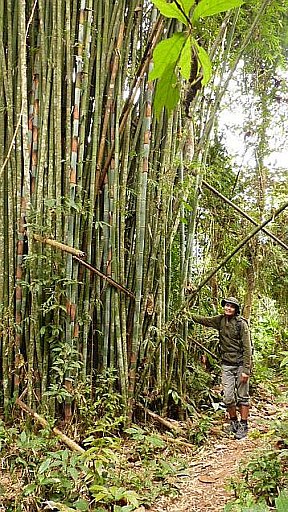 Meterhoher Bambus im Bergurwald - Laos - Landschaft