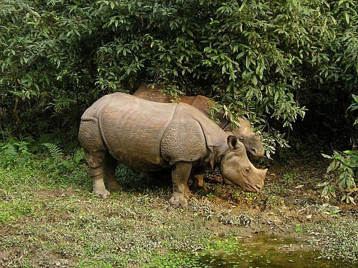 2014 - Zwei Nash&ouml;rner am Waldrand im Chitwan Nationalpark - Chitwan Nationalpark