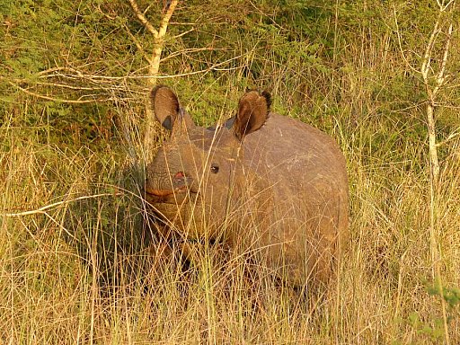 2014 - Nashorn im hohen Gras im Chitwan Nationalpark - Chitwan Nationalpark