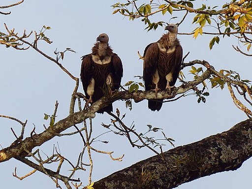 2014 - Geier im Chitwan Nationalpark - Chitwan Nationalpark