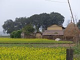 2014 - Tharu-Dorf in der Bufferzone des Chitwan Nationalparks - Chitwan Nationalpark