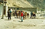 1993 - Tragtiere f&uuml;r das Mustang-Trekking - Nepal - Mustang - verbotenes K&ouml;nigreich 1993 & 97