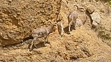 Blauschafe in Upper-Mustang - Nepal - Flora und Fauna